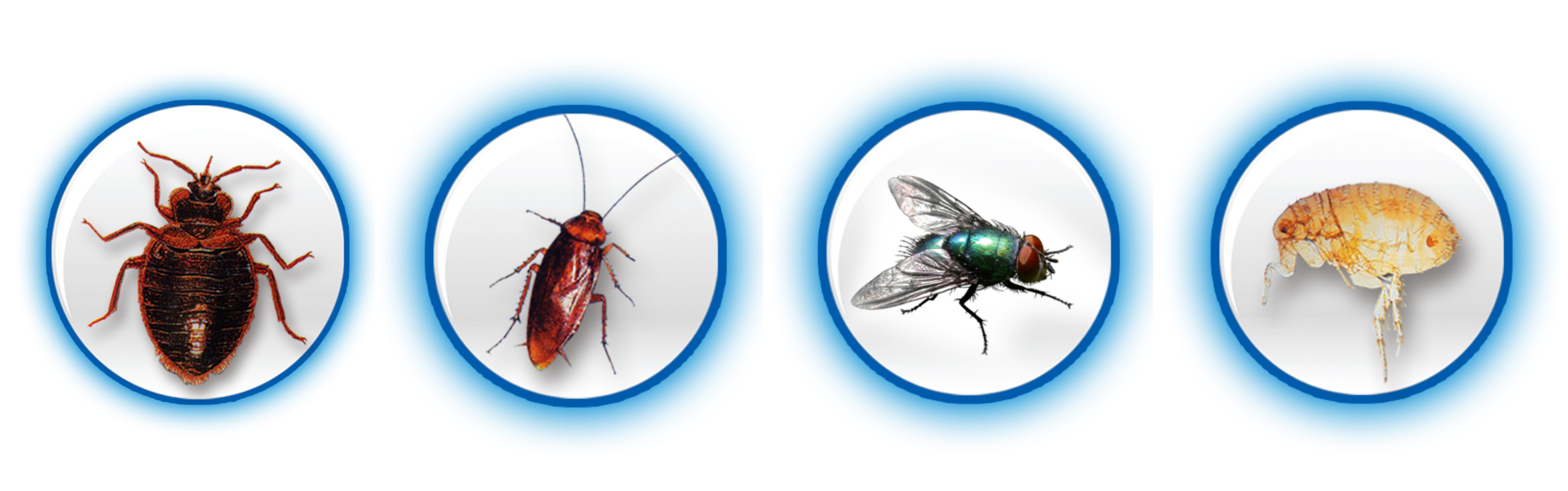 臭蟲、蜚蠊、蠅、跳蚤